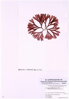藏品(寬葉鮮奈藻)的圖片